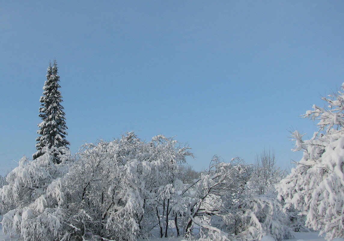 Зимняя красота - Людмила Смородинская Зимняя красота - Людмила Смородинская