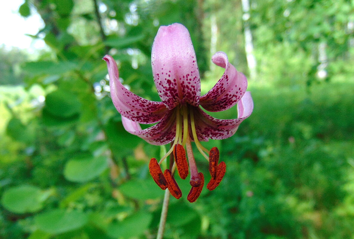 Лесная саранка. - nadyasilyuk Вознюк Лесная саранка. - nadyasilyuk Вознюк