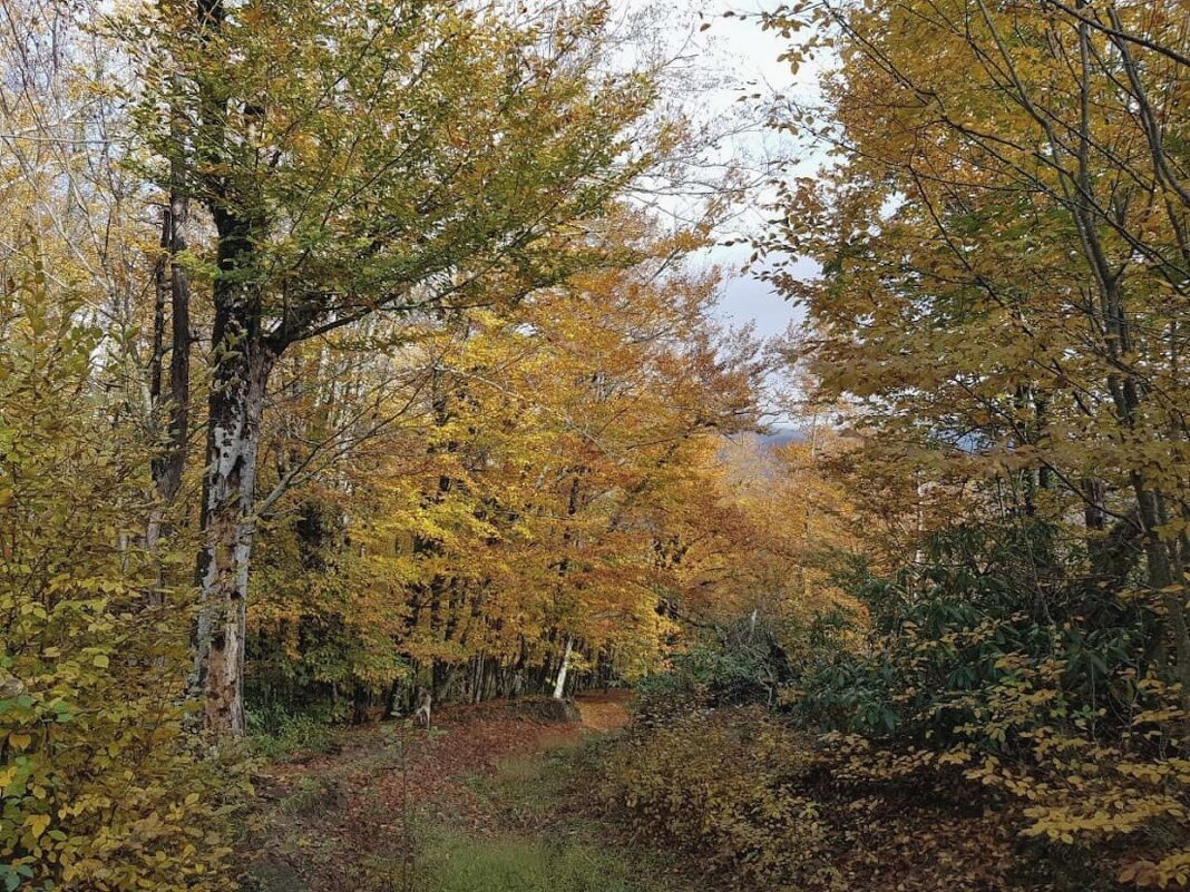 Ноябрь. Пластунка Сочи - Tata Wolf Ноябрь. Пластунка Сочи - Tata Wolf