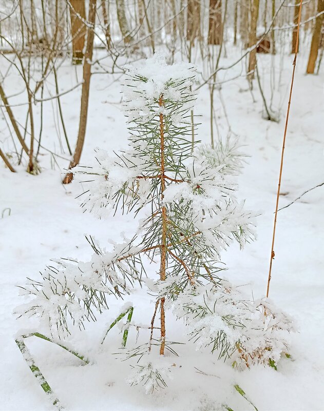 Елочка - Татьяна Тюменка Елочка - Татьяна Тюменка