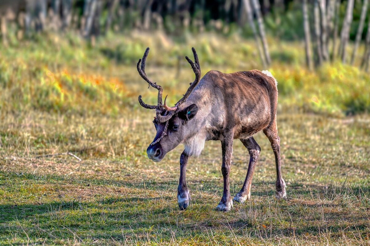 Дикий северный олень - Николай Соколухин Дикий северный олень - Николай Соколухин