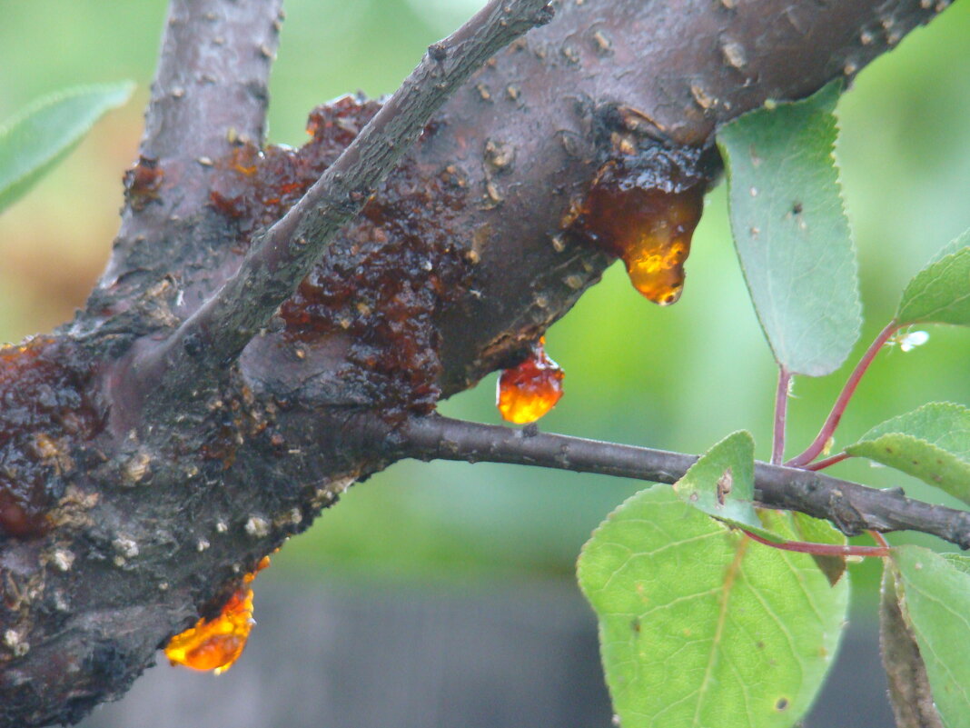 Янтарь... ;) Ягодный. - Syntaxist (Светлана) Янтарь... ;) Ягодный. - Syntaxist (Светлана)