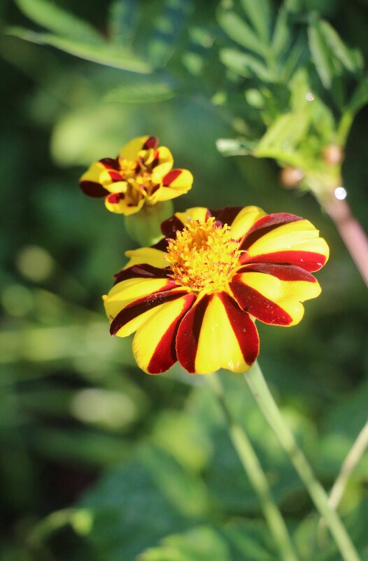 Осень 2024. Сентябрь - Наталья Герасимова