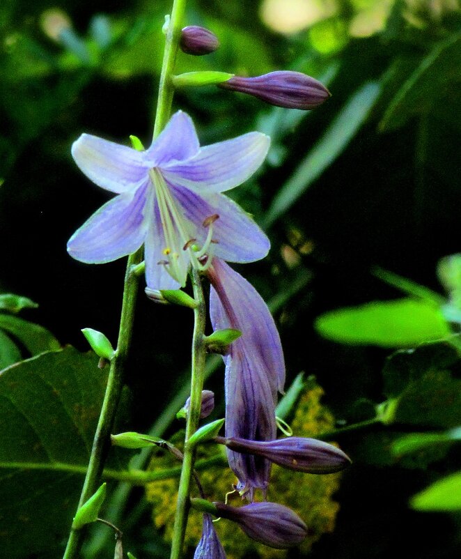 Флора - Роман Савоцкий
