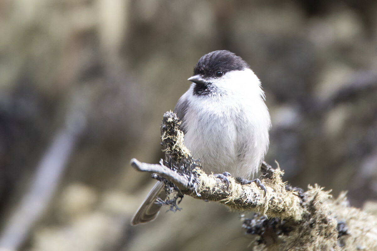 буроголовая гаичка - Irina буроголовая гаичка - Irina