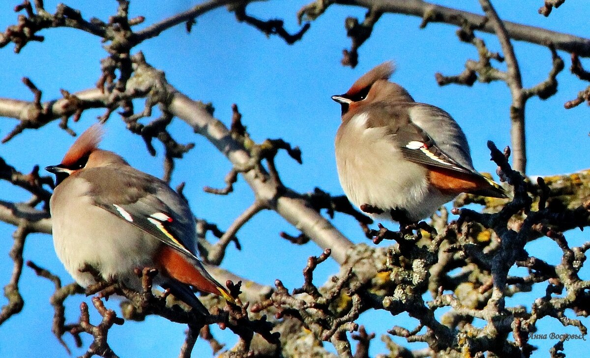 Свиристели. - Восковых Анна Васильевна Свиристели. - Восковых Анна Васильевна