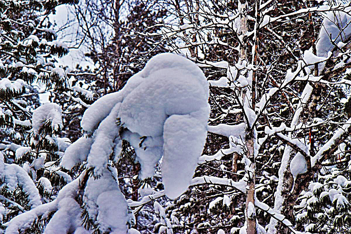 Новогоднее! Сугроб в тайге на дереве! - Владимир Новогоднее! Сугроб в тайге на дереве! - Владимир