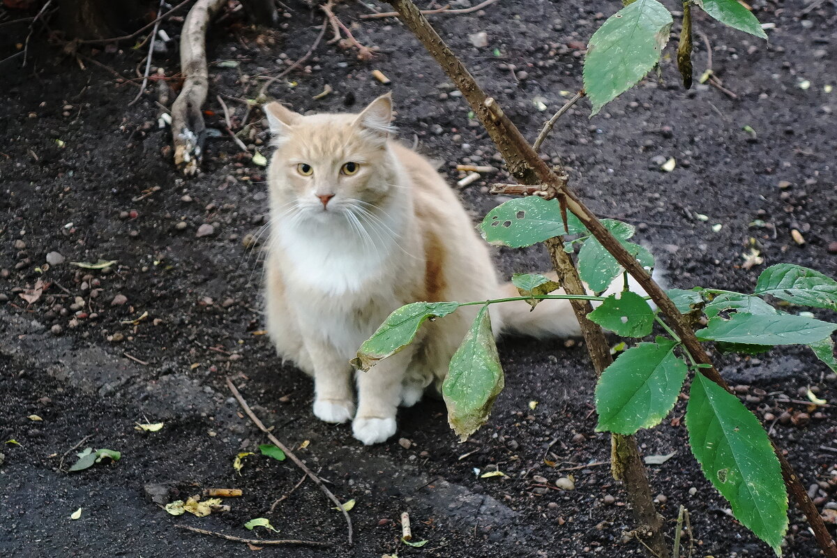 Дворовые кошки - Рита Симонова