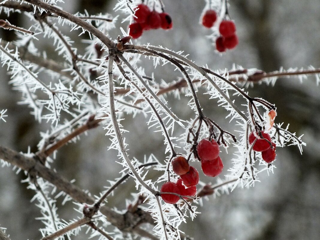 ** - Зоя Мишина ** - Зоя Мишина