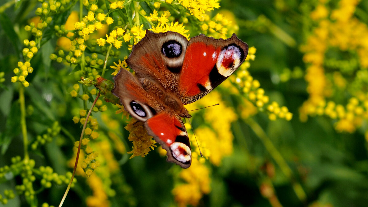 опять про бабочек 138 - Александр Прокудин