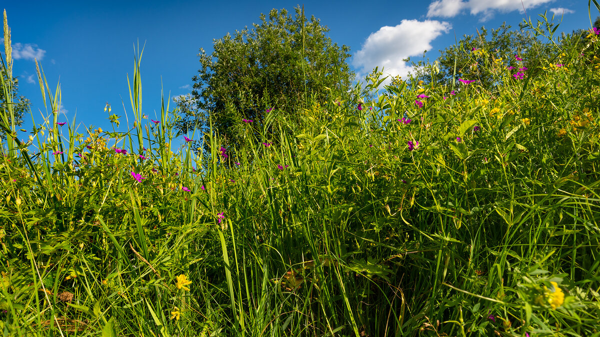 Июльский пейзаж - Владимир Лазарев