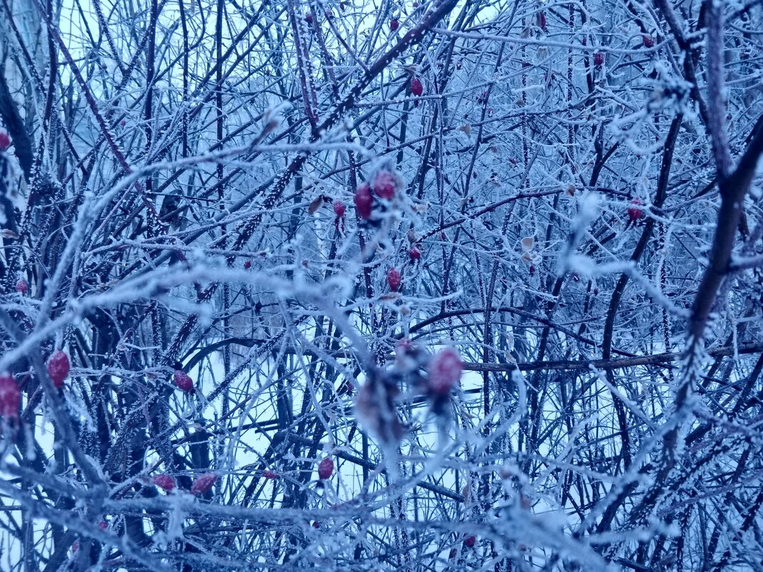 Шиповник и снег... - Андрей Хлопонин Шиповник и снег... - Андрей Хлопонин