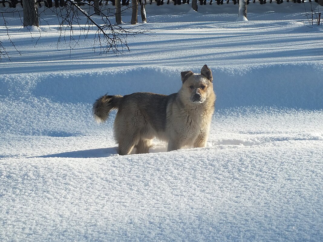 ** - Зоя Мишина ** - Зоя Мишина