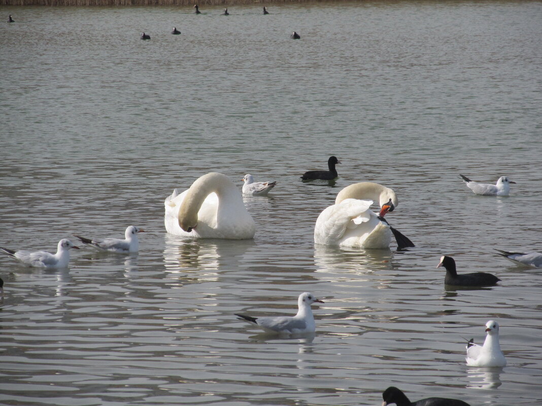 Новороссийск - Елена Шаламова