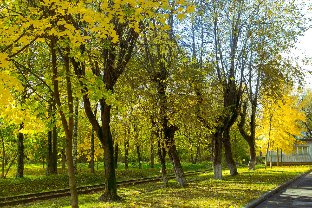 Осень - Александр Силинский