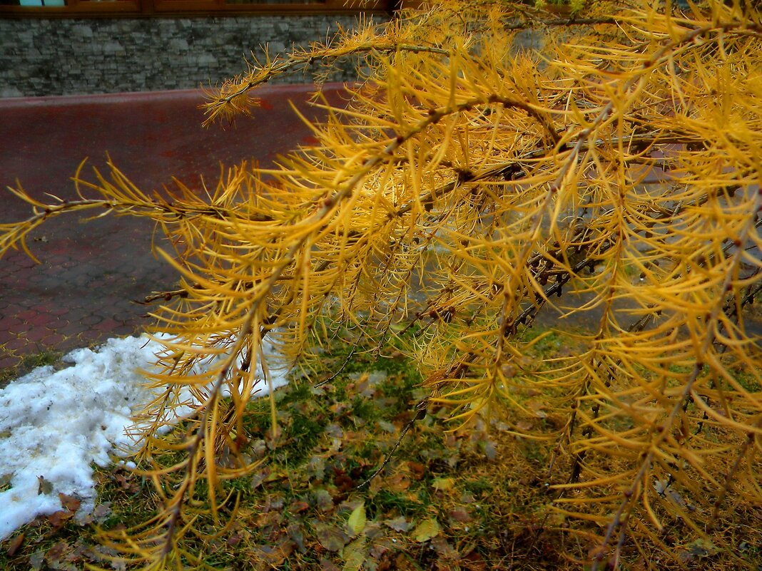 Детали природы - Роман Савоцкий Детали природы - Роман Савоцкий
