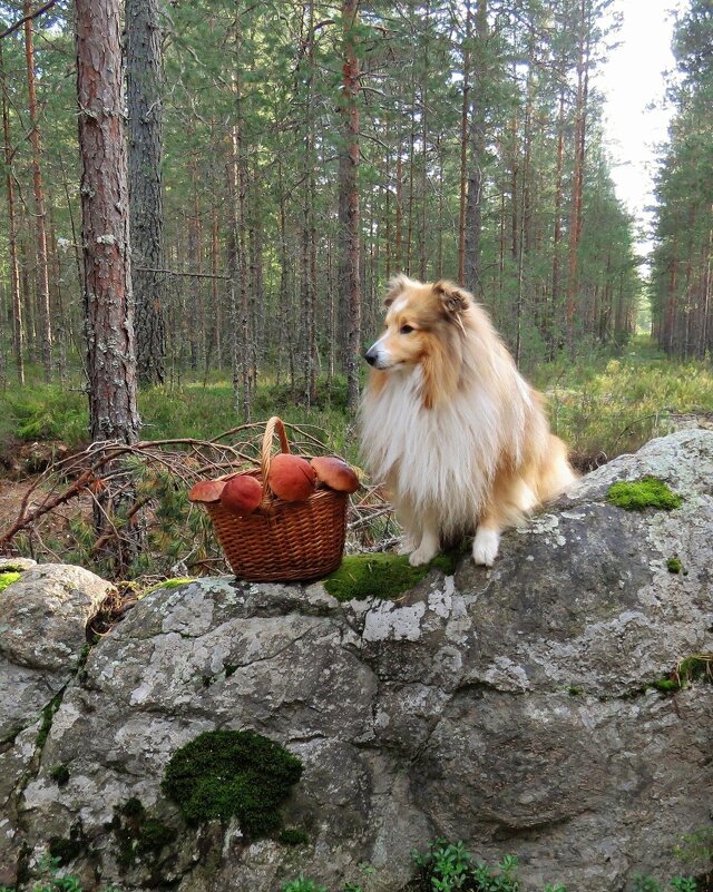 В лесу - Валерия Яскович