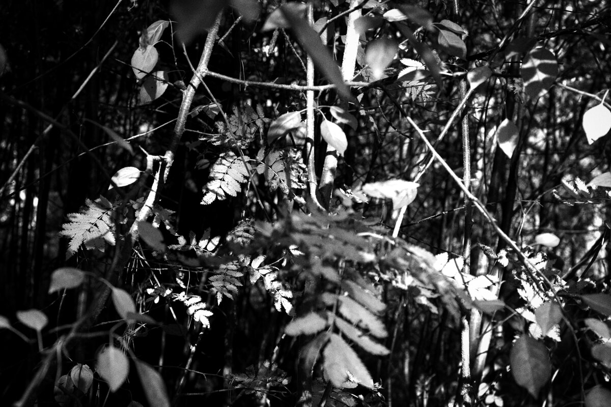 Название отсутствует - Денис Безногов Название отсутствует - Денис Безногов