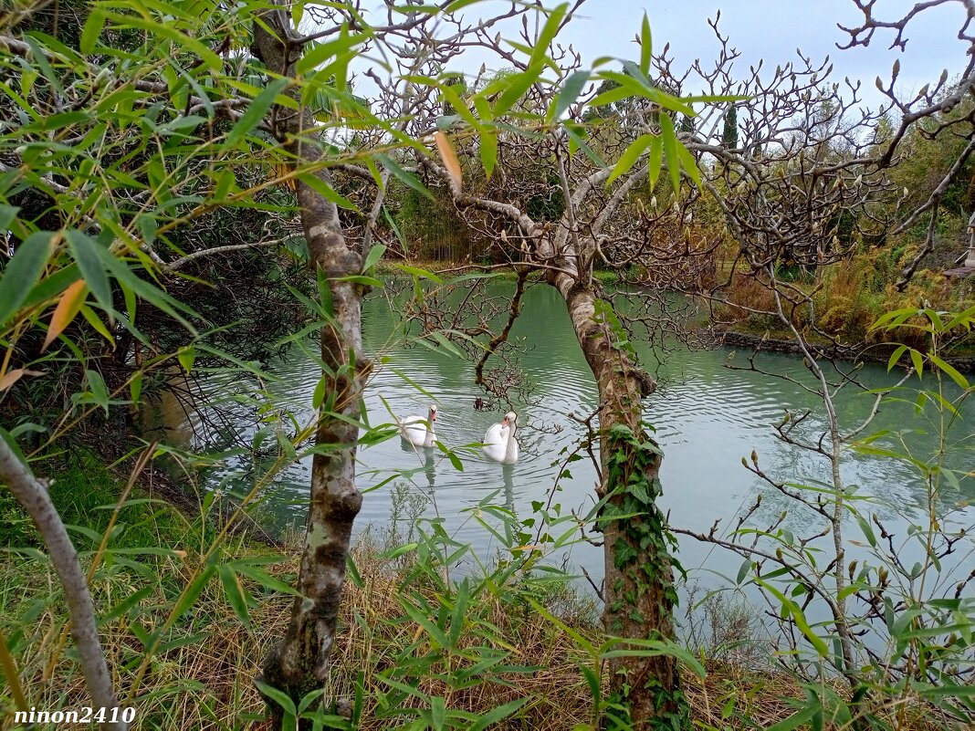 Адлер. Дендропарк "Южные культуры" - Нина Бутко