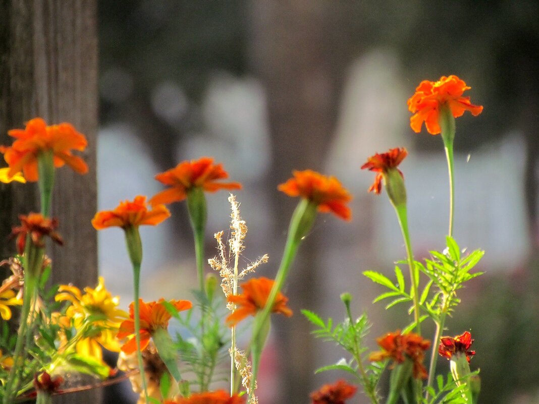 Флора - Роман Савоцкий Флора - Роман Савоцкий