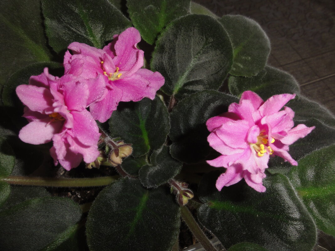 ... - марина ковшова ... - марина ковшова