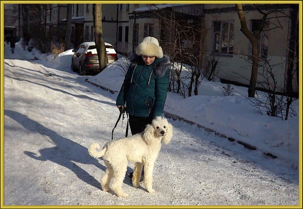 Гуляет девушка с собакой  в белом январе! - Нина Андронова