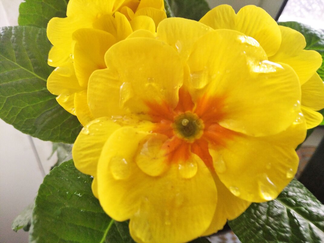 Солнышко - Елена Семигина Солнышко - Елена Семигина