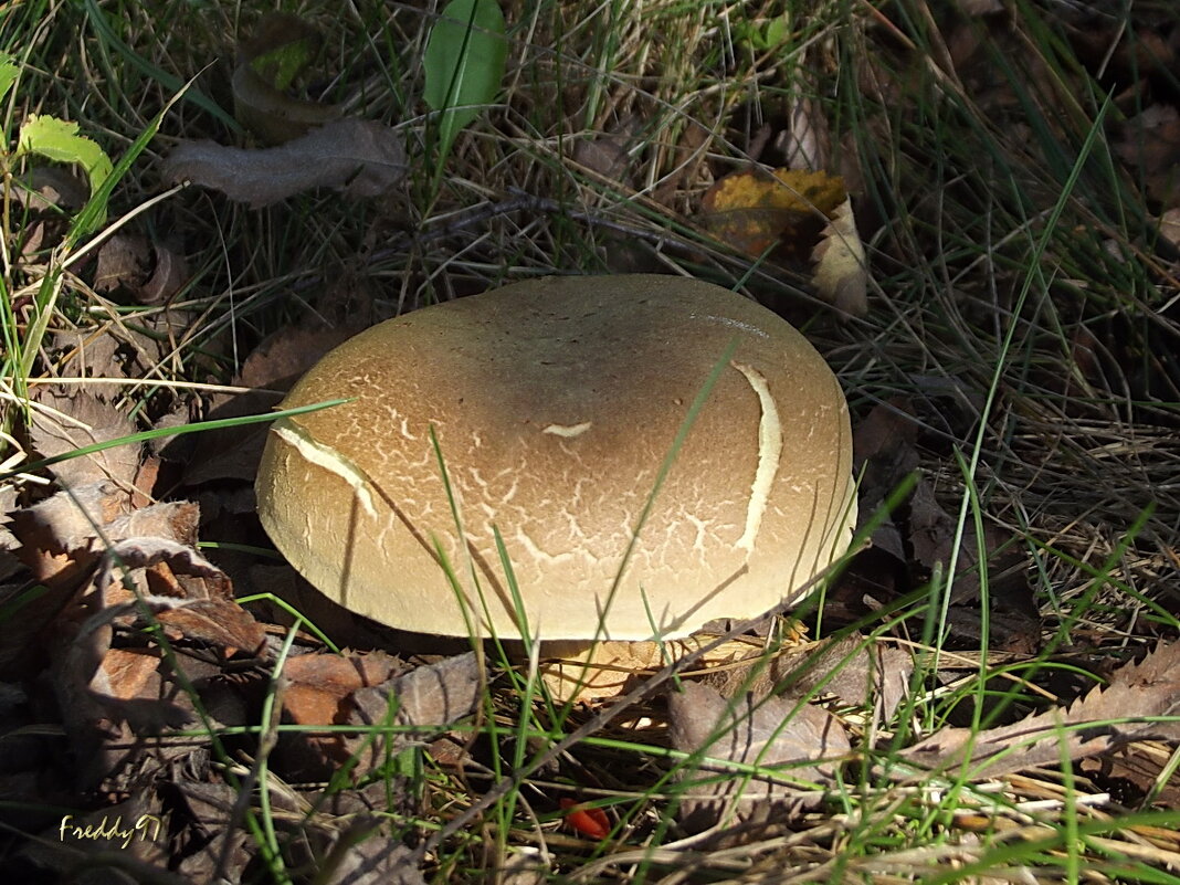 Гриб - Freddy 97