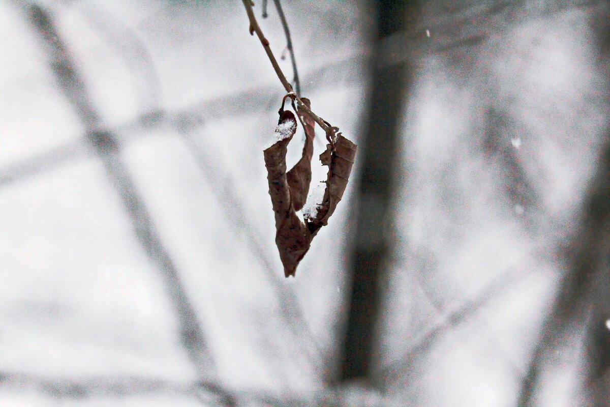 ---Lonely leaf--- - AL Reborn 