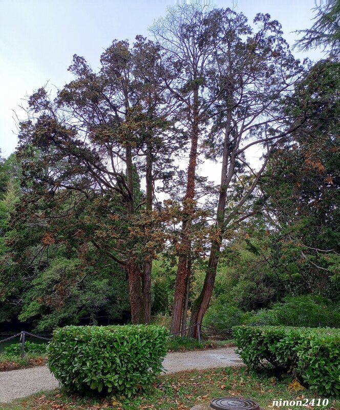 Адлер. Дендропарк "Южные культуры" - Нина Бутко Адлер. Дендропарк "Южные культуры" - Нина Бутко