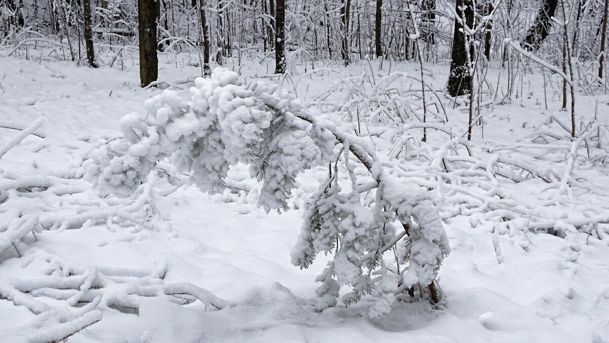 Картинка зимы. - Милешкин Владимир Алексеевич Картинка зимы. - Милешкин Владимир Алексеевич