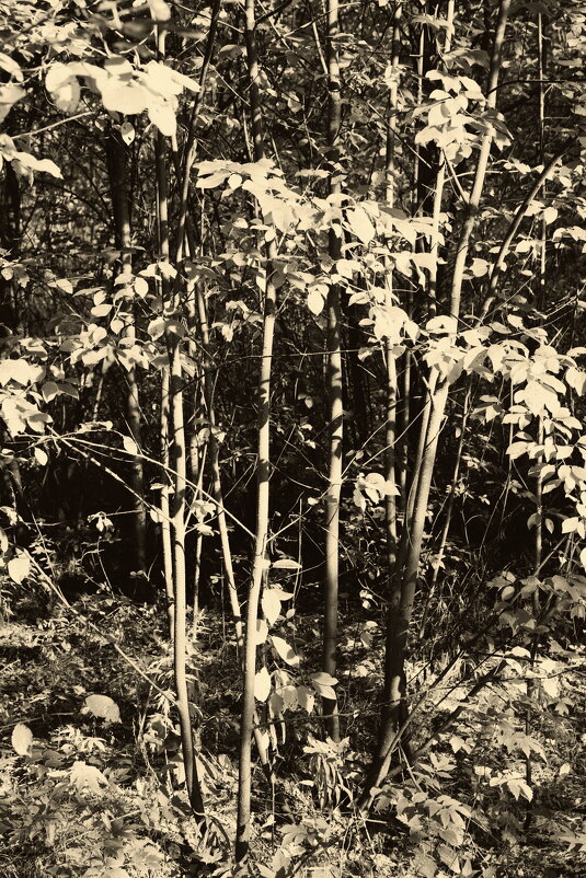 Название отсутствует - Денис Безногов Название отсутствует - Денис Безногов