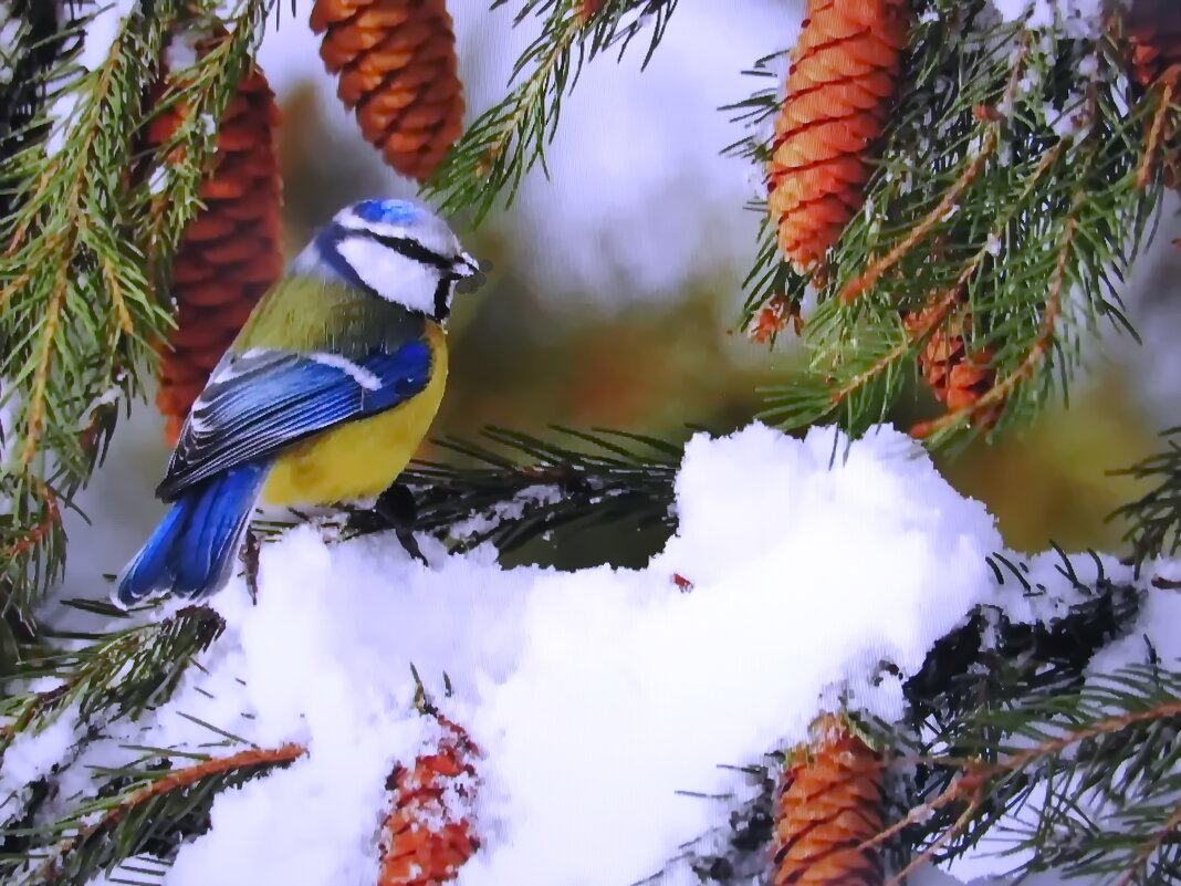 В поисках сала - Людмила Смородинская