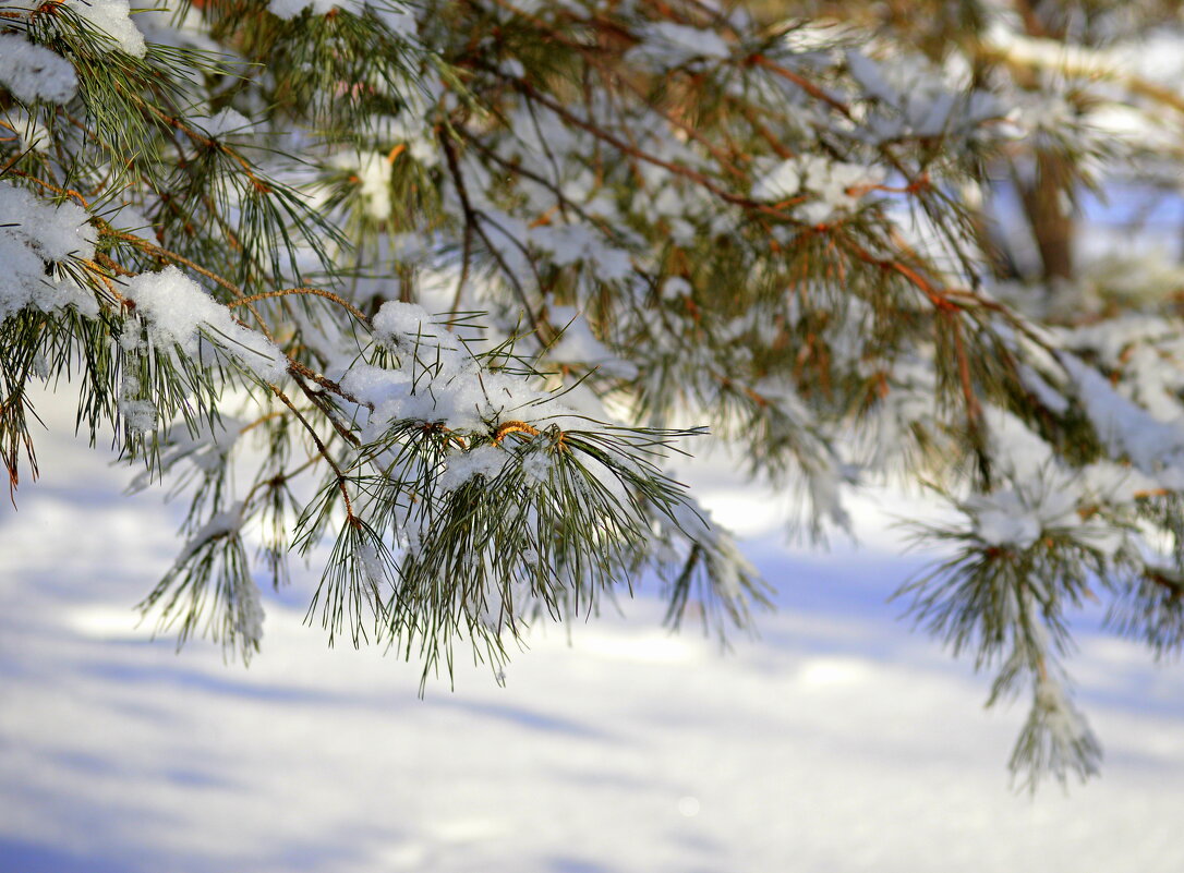 Сосна зимняя - Татьяна Лютаева Сосна зимняя - Татьяна Лютаева