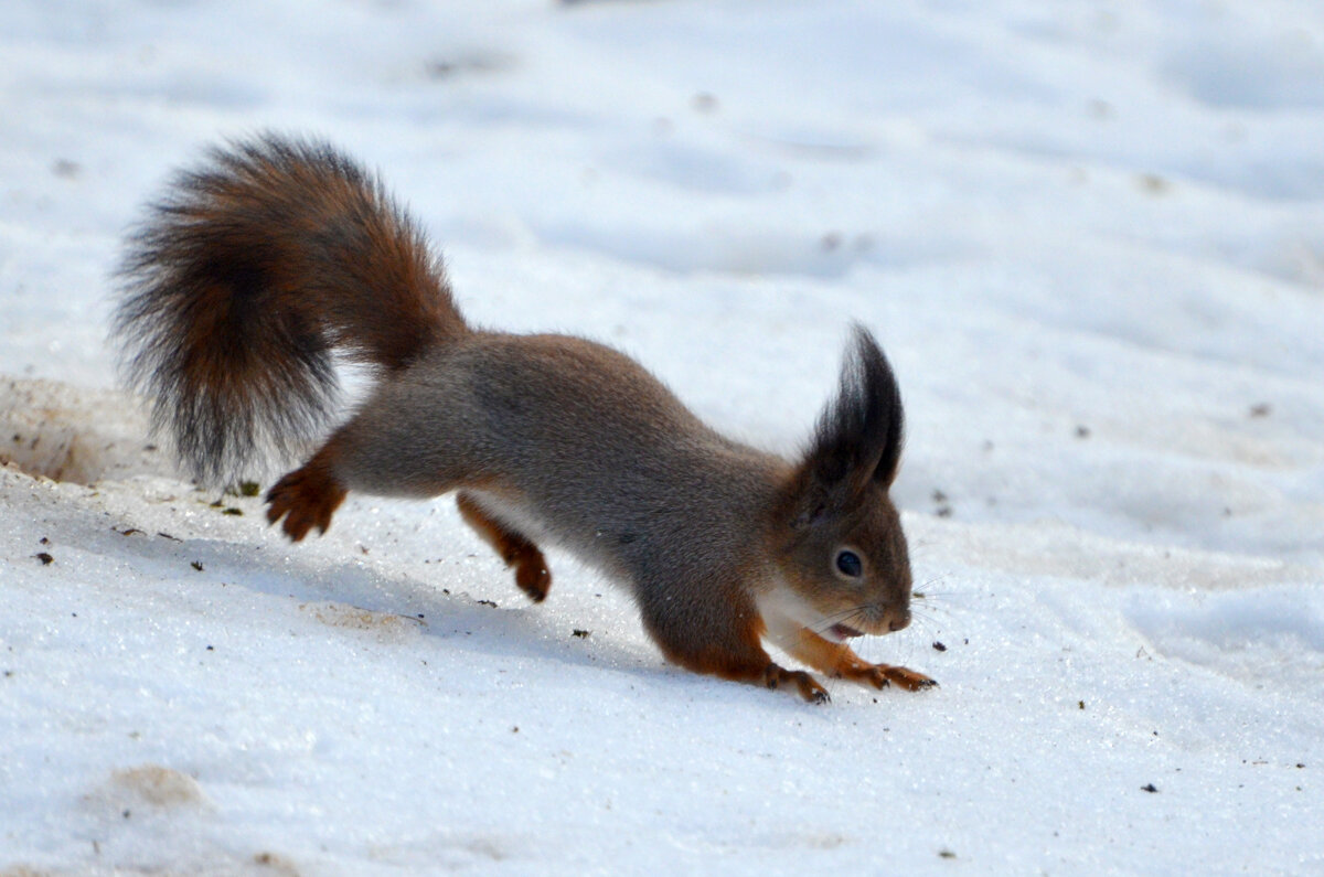 Со всех лап... - Наташа ***** Со всех лап... - Наташа *****