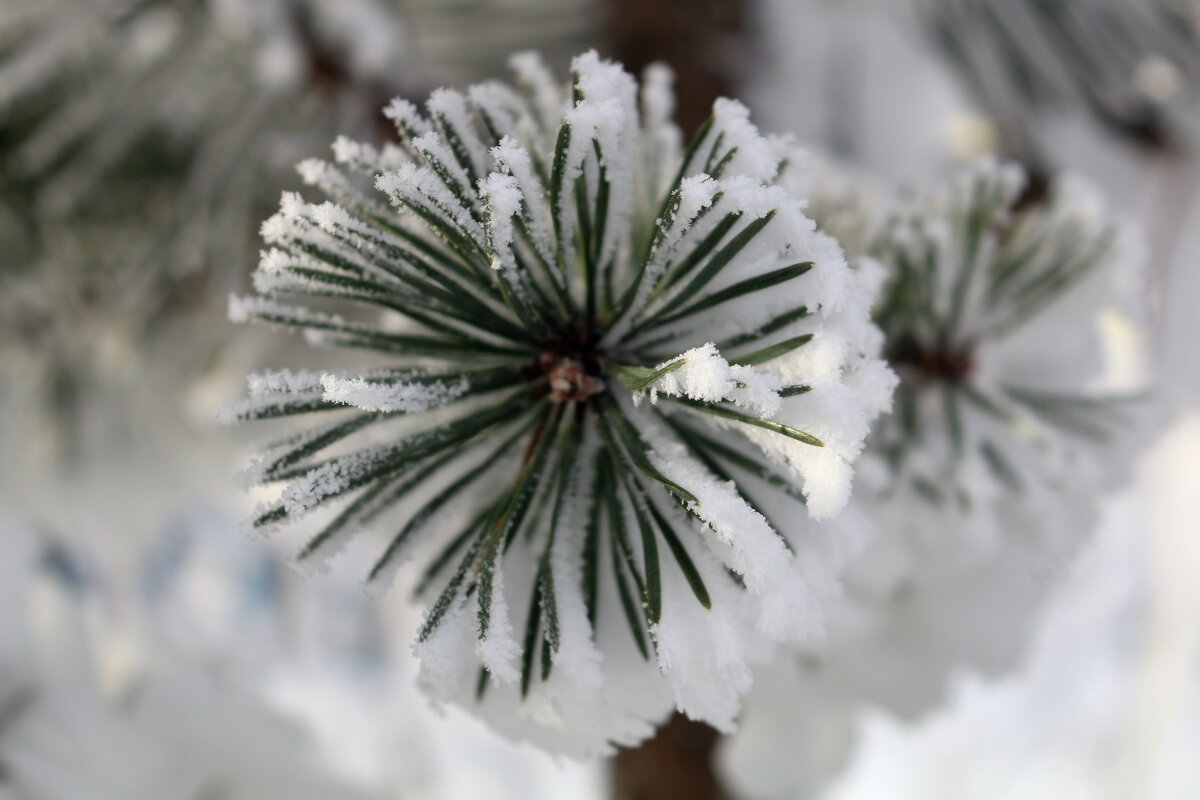В снежной шубке - Ольга В снежной шубке - Ольга