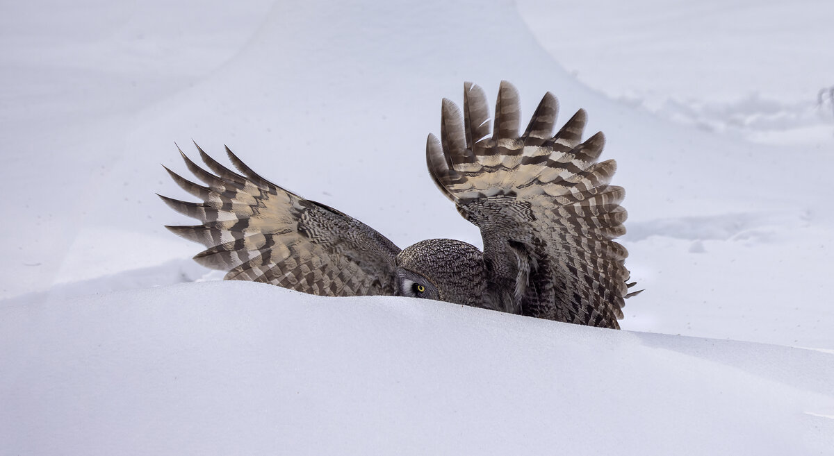 бородатая неясыть. - юрий макаров