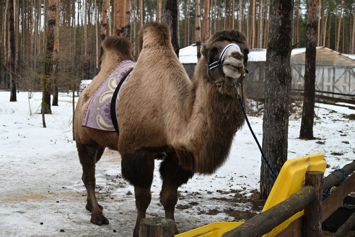 Корабль пустыни - Митяй Митрич