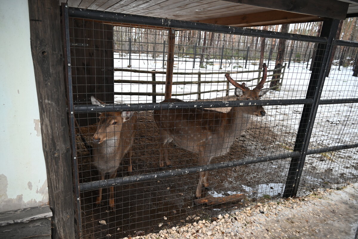 .. - Митяй Митрич