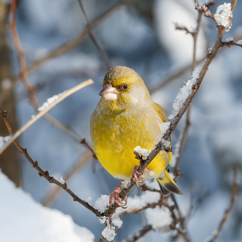 Зеленушка - Александр 