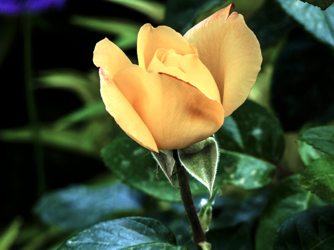 Бутон  розы - Валентин Семчишин