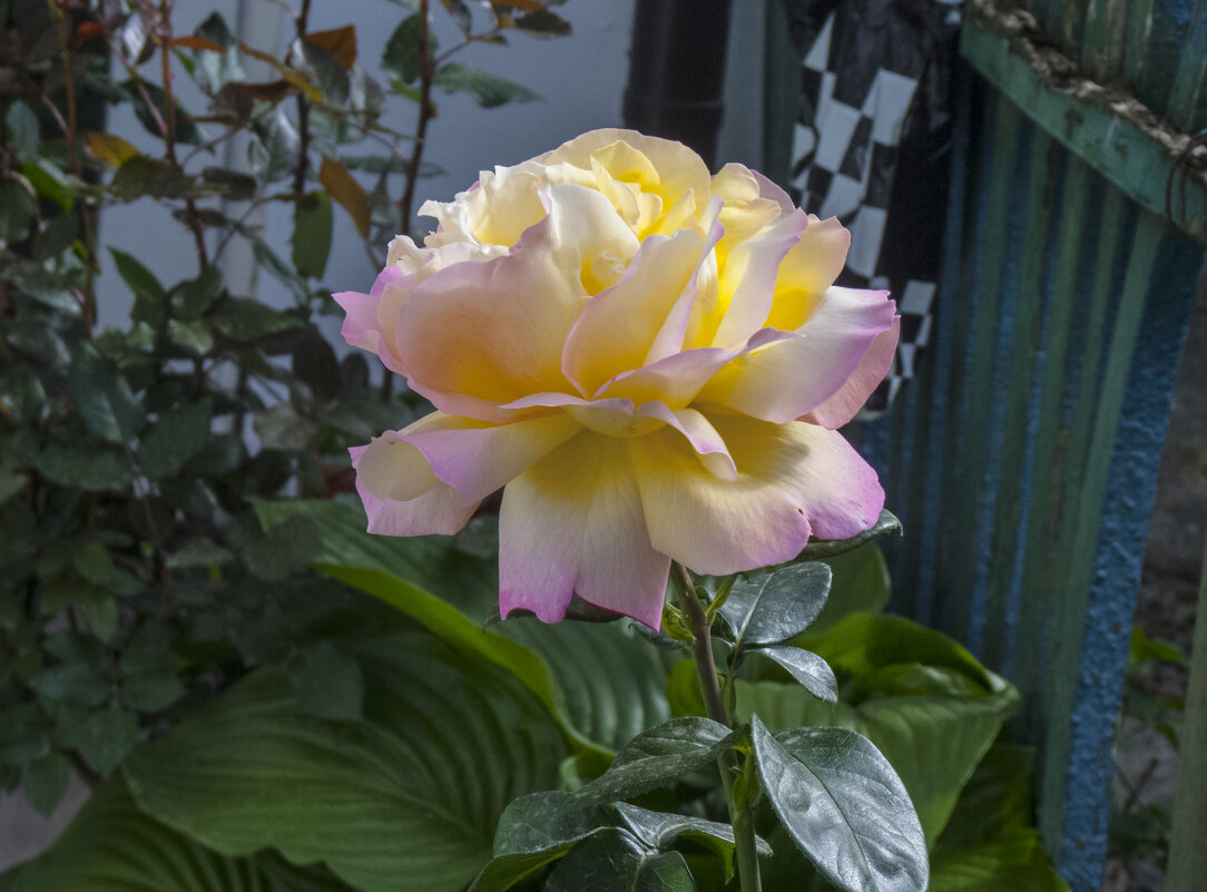 Роза Глория Дей - Валентин Семчишин Роза Глория Дей - Валентин Семчишин