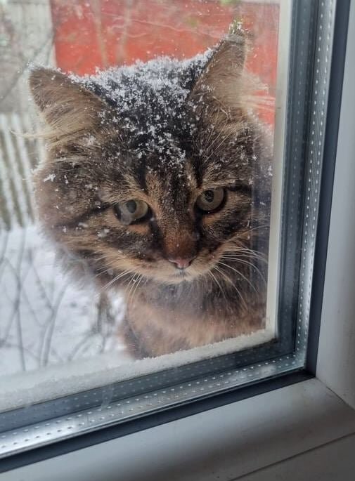 Снежок... - Наталья 