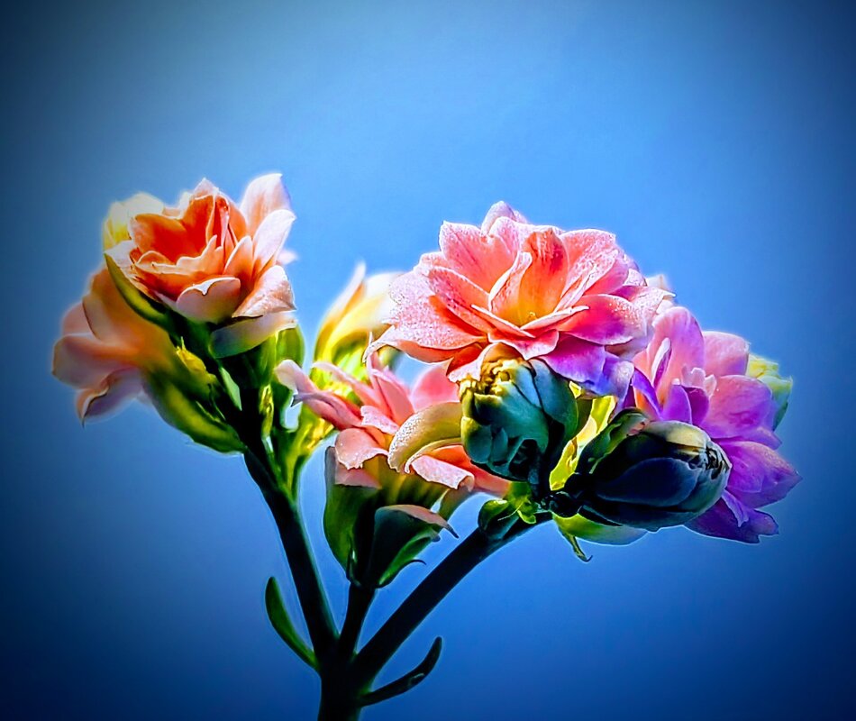 *** - Хэлен ***