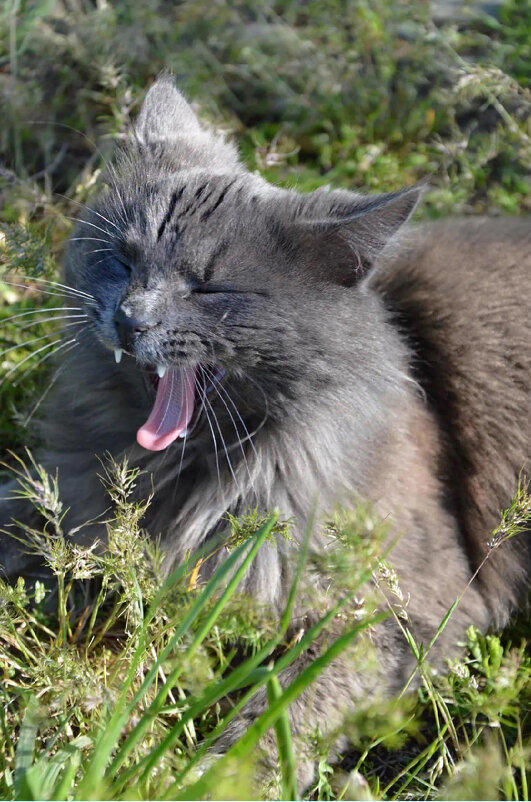 Разморило на солнышке... - Надежда Куркина