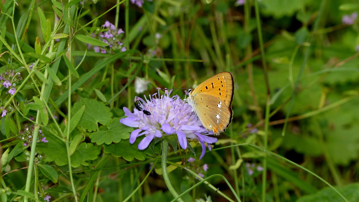 опять про бабочек 224 - Александр Прокудин опять про бабочек 224 - Александр Прокудин