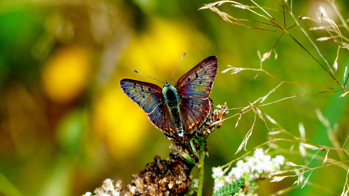 опять про бабочек 227 - Александр Прокудин