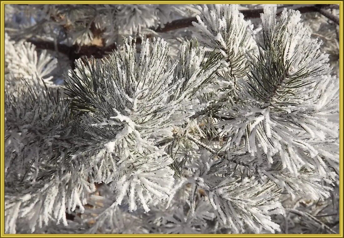Зимний солнечный денёк! - Нина Андронова Зимний солнечный денёк! - Нина Андронова