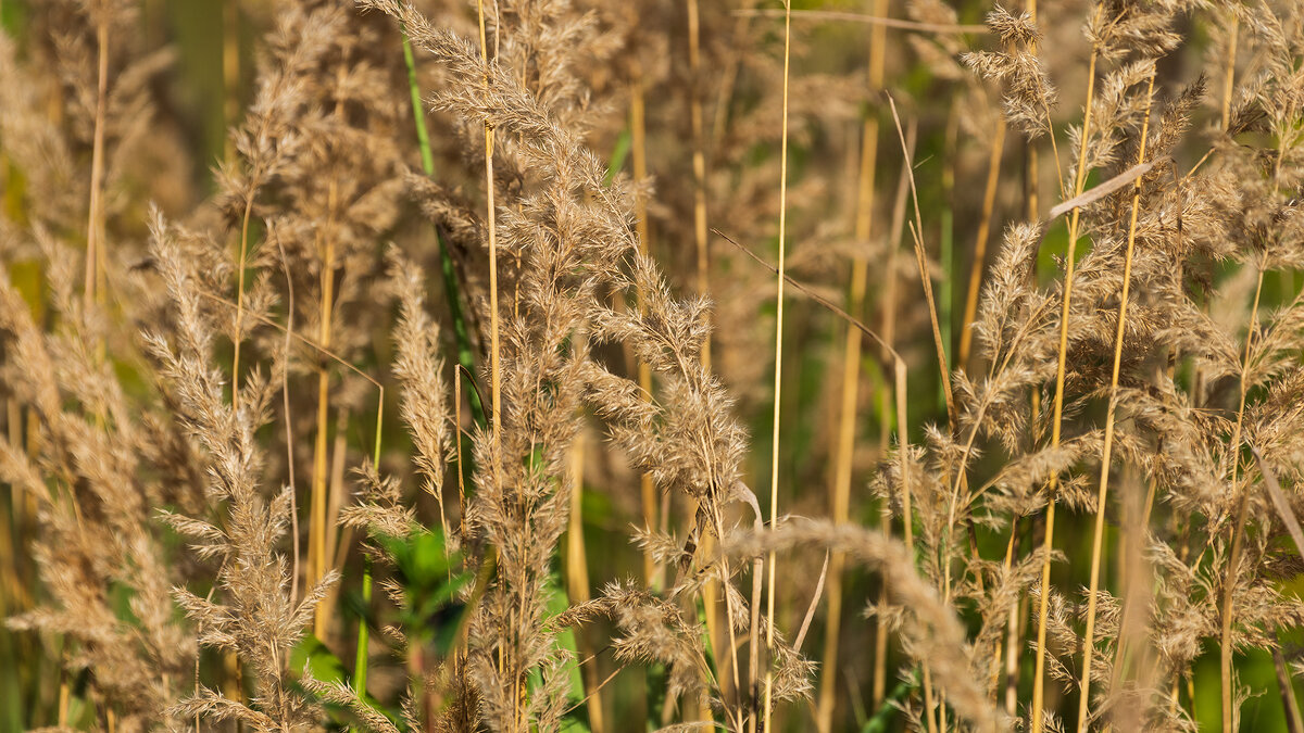 Летние моменты - Владимир Лазарев Летние моменты - Владимир Лазарев