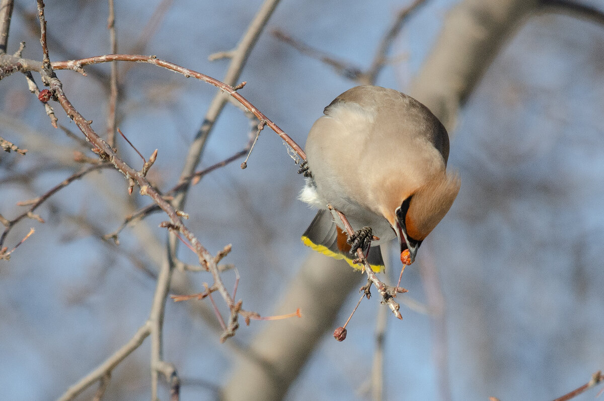Свиристель. - Виктор Иванович Чернюк
